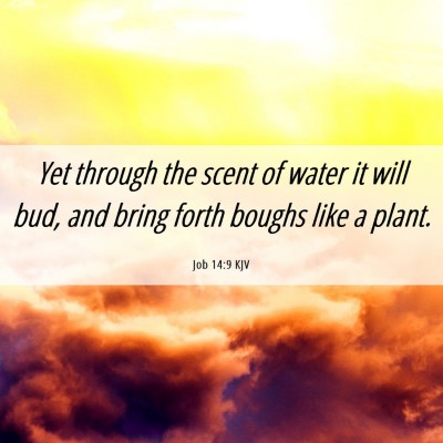 Picture 06 - Job 14:9 KJV - Yet through the scent of water it will bud, and - Bible Verse Picture