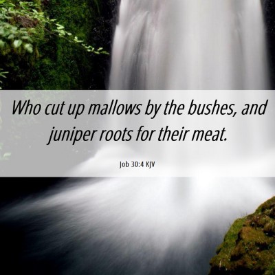 Picture 06 - Job 30:4 KJV - Who cut up mallows by the bushes, and juniper - Bible Verse Picture