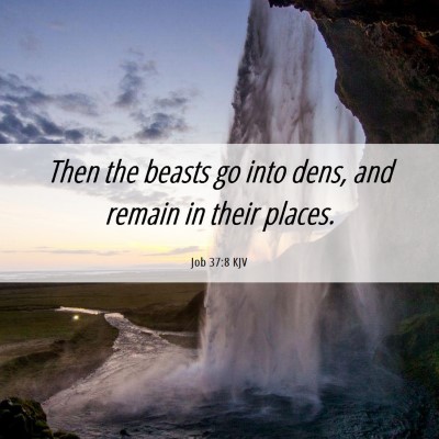 Picture 06 - Job 37:8 KJV - Then the beasts go into dens, and remain in their - Bible Verse Picture