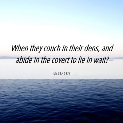 Picture 06 - Job 38:40 KJV - When they couch in their dens, and abide in the - Bible Verse Picture