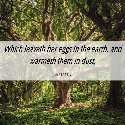 Picture 06 - Job 39:14 KJV - Which leaveth her eggs in the earth, and warmeth - Bible Verse Picture