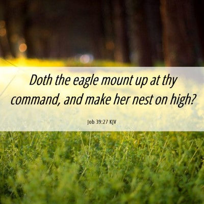 Picture 06 - Job 39:27 KJV - Doth the eagle mount up at thy command, and make - Bible Verse Picture