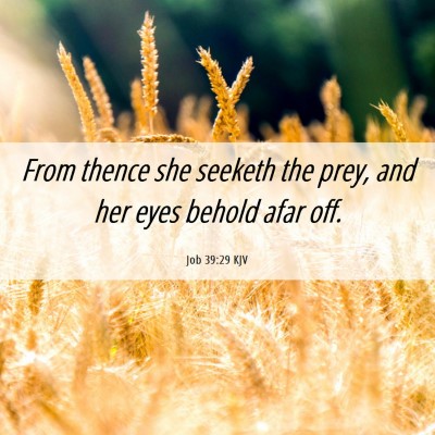 Picture 06 - Job 39:29 KJV - From thence she seeketh the prey, and her eyes - Bible Verse Picture