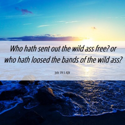 Picture 06 - Job 39:5 KJV - Who hath sent out the wild ass free? or who hath - Bible Verse Picture