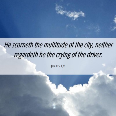 Picture 06 - Job 39:7 KJV - He scorneth the multitude of the city, neither - Bible Verse Picture