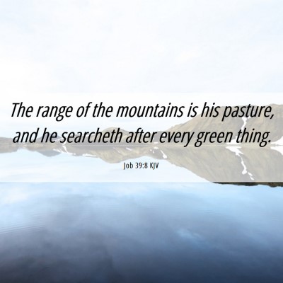 Picture 06 - Job 39:8 KJV - The range of the mountains is his pasture, and he - Bible Verse Picture