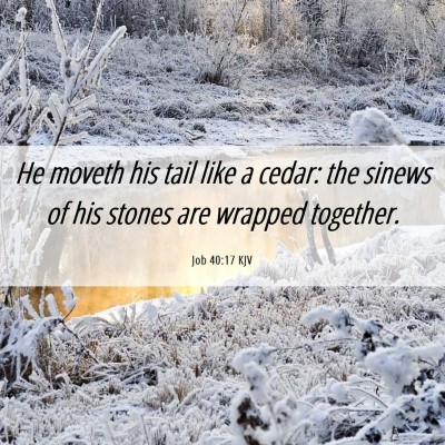 Picture 06 - Job 40:17 KJV - He moveth his tail like a cedar: the sinews of - Bible Verse Picture