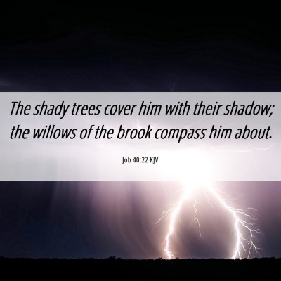 Picture 06 - Job 40:22 KJV - The shady trees cover him with their shadow; the - Bible Verse Picture