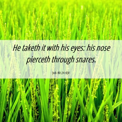 Picture 06 - Job 40:24 KJV - He taketh it with his eyes: his nose pierceth - Bible Verse Picture