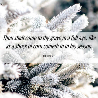 Picture 06 - Job 5:26 KJV - Thou shalt come to thy grave in a full age, like - Bible Verse Picture