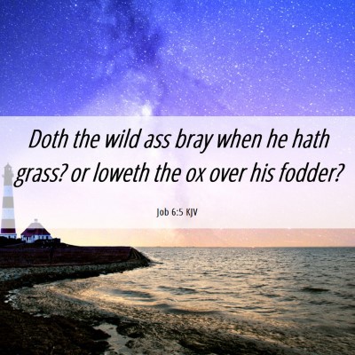 Picture 06 - Job 6:5 KJV - Doth the wild ass bray when he hath grass? or - Bible Verse Picture