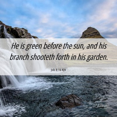 Picture 06 - Job 8:16 KJV - He is green before the sun, and his branch - Bible Verse Picture