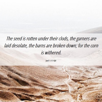 Picture 06 - Joel 1:17 KJV - The seed is rotten under their clods, the garners - Bible Verse Picture