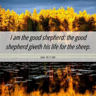 Picture 06 - John 10:11 KJV - I am the good shepherd: the good shepherd giveth - Bible Verse Picture