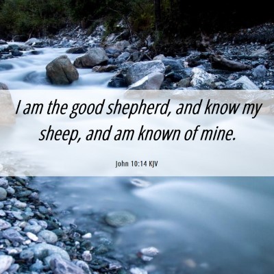 Picture 06 - John 10:14 KJV - I am the good shepherd, and know my sheep, and am - Bible Verse Picture