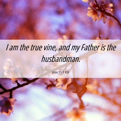 Picture 06 - John 15:1 KJV - I am the true vine, and my Father is the - Bible Verse Picture