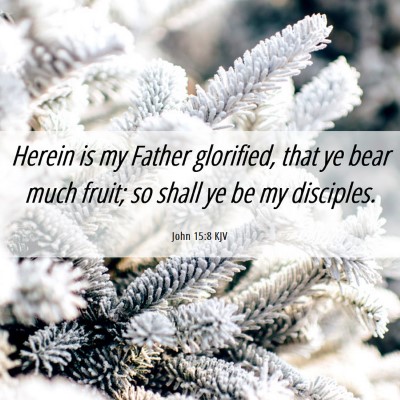 Picture 06 - John 15:8 KJV - Herein is my Father glorified, that ye bear much - Bible Verse Picture