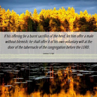 Picture 06 - Leviticus 1:3 KJV - If his offering be a burnt sacrifice of the herd, - Bible Verse Picture