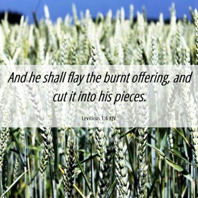 Picture 06 - Leviticus 1:6 KJV - And he shall flay the burnt offering, and cut it - Bible Verse Picture