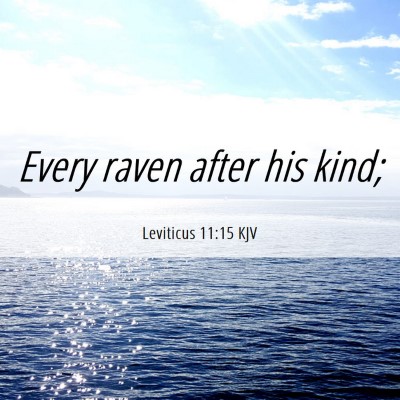Picture 06 - Leviticus 11:15 KJV - Every raven after his - Bible Verse Picture