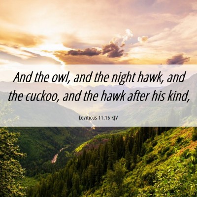 Picture 06 - Leviticus 11:16 KJV - And the owl, and the night hawk, and the cuckoo, - Bible Verse Picture