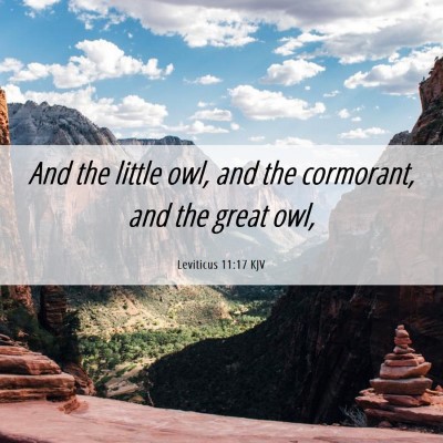 Picture 06 - Leviticus 11:17 KJV - And the little owl, and the cormorant, and the - Bible Verse Picture