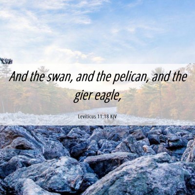 Picture 06 - Leviticus 11:18 KJV - And the swan, and the pelican, and the gier - Bible Verse Picture