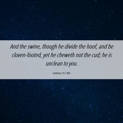 Picture 06 - Leviticus 11:7 KJV - And the swine, though he divide the hoof, and be - Bible Verse Picture