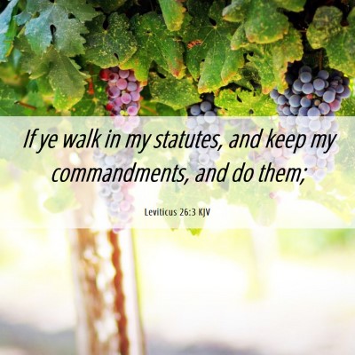 Picture 06 - Leviticus 26:3 KJV - If ye walk in my statutes, and keep my - Bible Verse Picture