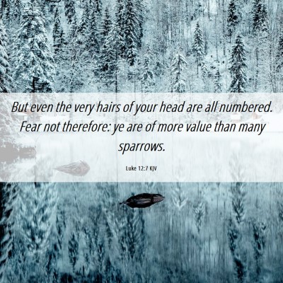 Picture 06 - Luke 12:7 KJV - But even the very hairs of your head are all - Bible Verse Picture