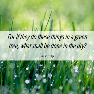 Picture 06 - Luke 23:31 KJV - For if they do these things in a green tree, what - Bible Verse Picture