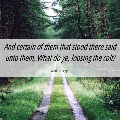 Picture 06 - Mark 11:5 KJV - And certain of them that stood there said unto - Bible Verse Picture