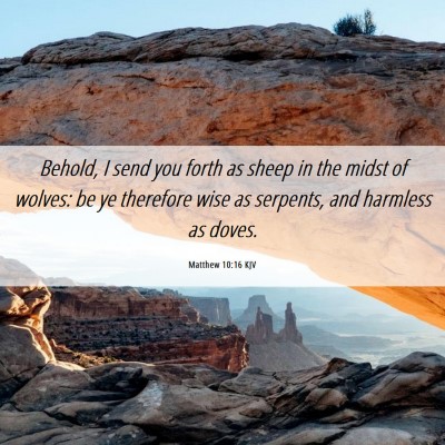 Picture 06 - Matthew 10:16 KJV - Behold, I send you forth as sheep in the midst of - Bible Verse Picture
