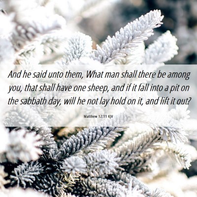 Picture 06 - Matthew 12:11 KJV - And he said unto them, What man shall there be - Bible Verse Picture