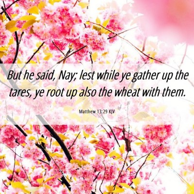 Picture 06 - Matthew 13:29 KJV - But he said, Nay; lest while ye gather up the - Bible Verse Picture