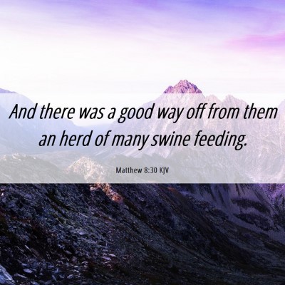 Picture 06 - Matthew 8:30 KJV - And there was a good way off from them an herd of - Bible Verse Picture