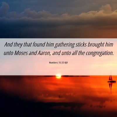 Picture 06 - Numbers 15:33 KJV - And they that found him gathering sticks brought - Bible Verse Picture