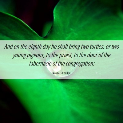 Picture 06 - Numbers 6:10 KJV - And on the eighth day he shall bring two turtles, - Bible Verse Picture