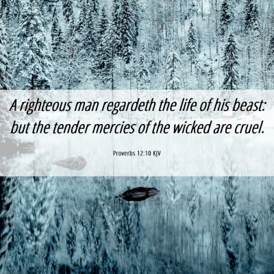 Picture 06 - Proverbs 12:10 KJV - A righteous man regardeth the life of his beast: - Bible Verse Picture