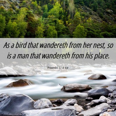 Picture 06 - Proverbs 27:8 KJV - As a bird that wandereth from her nest, so is a - Bible Verse Picture