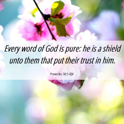 Picture 06 - Proverbs 30:5 KJV - Every word of God is pure: he is a shield unto - Bible Verse Picture
