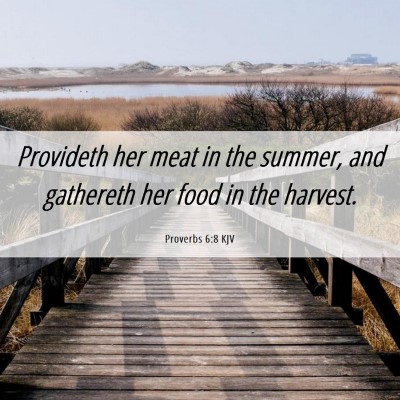 Picture 06 - Proverbs 6:8 KJV - Provideth her meat in the summer, and gathereth - Bible Verse Picture