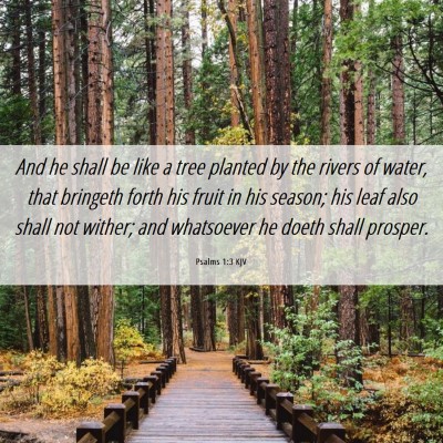 Picture 06 - Psalms 1:3 KJV - And he shall be like a tree planted by the rivers - Bible Verse Picture