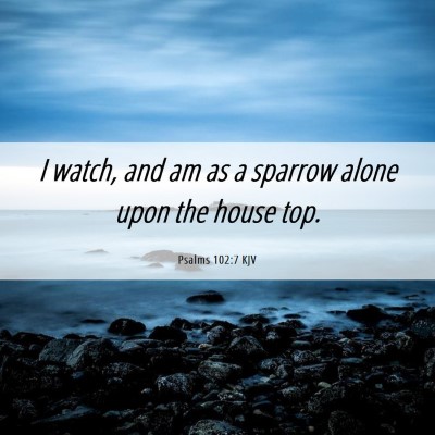 Picture 06 - Psalms 102:7 KJV - I watch, and am as a sparrow alone upon the house - Bible Verse Picture