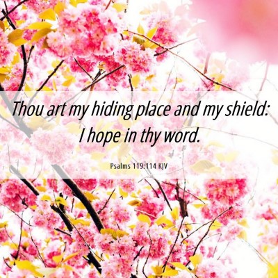 Picture 06 - Psalms 119:114 KJV - Thou art my hiding place and my shield: I hope in - Bible Verse Picture