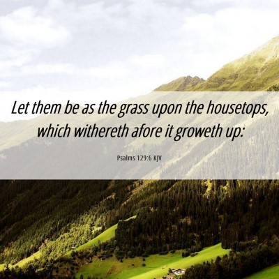 Picture 06 - Psalms 129:6 KJV - Let them be as the grass upon the housetops, - Bible Verse Picture