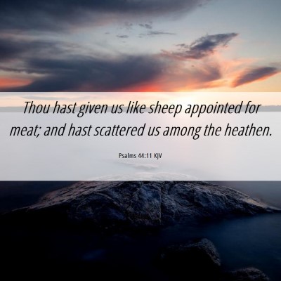Picture 06 - Psalms 44:11 KJV - Thou hast given us like sheep appointed for meat; - Bible Verse Picture