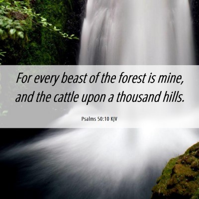 Picture 06 - Psalms 50:10 KJV - For every beast of the forest is mine, and the - Bible Verse Picture