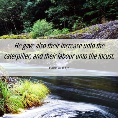 Picture 06 - Psalms 78:46 KJV - He gave also their increase unto the caterpiller, - Bible Verse Picture