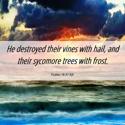 Picture 06 - Psalms 78:47 KJV - He destroyed their vines with hail, and their - Bible Verse Picture